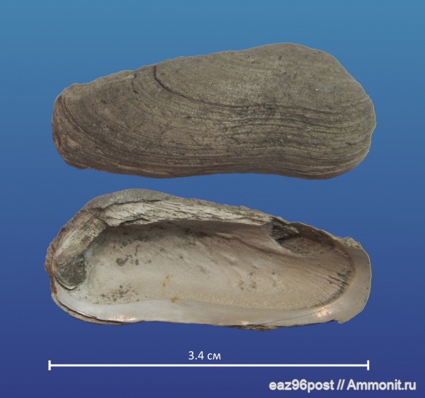 Пески, оксфорд, двустворки, Grammatodon, bivalvia