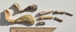 Фрагменты ласты тюленя Monachopsis pontica