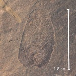 Лист Neuropteris