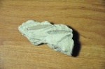 Иглы морских ежей, Archaeocidaris SP.
