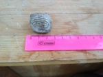 Ptychodus latissimus