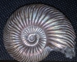 Аммонит Quenstedtoceras lamberti