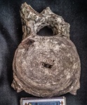 Позвонок Плезиозавра Polycotylidae