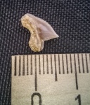 Зуб акулы Squalicorax sp