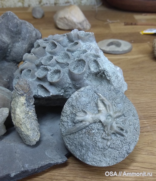 морские лилии, девон, фран, Ухта, Crinoid holdfast