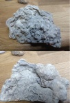 Коралл Девон