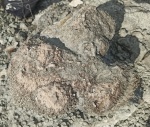 Philipsastrea ibergense