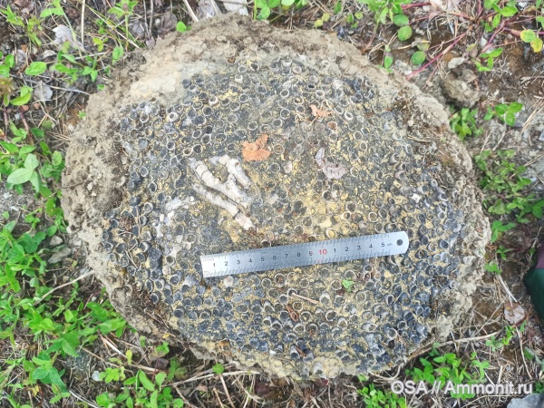Peneckiella fascicularis