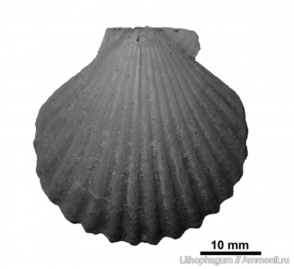 маастрихт, Крым, bivalvia, Качи-Кальон, mollusca, Pectinidae, Lyropecten, Lyropecten (Aequipecten), Lyropecten (Aequipecten) acuteplicatus