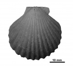 Lyropecten (Aequipecten) acuteplicatus (Alth, 1850)