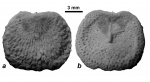 Danocrania tuberculata (Nilsson, 1827)