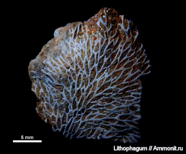ордовик, мшанки, Ярославская область, Bryozoa, Chasmatopora, Chasmatopora furcata, кукрузеский горизонт