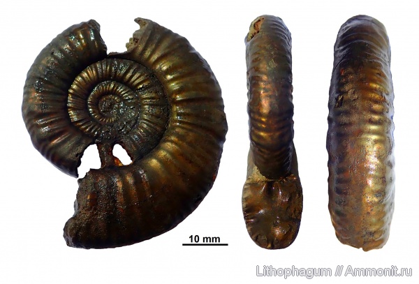 аммониты, Ярославская область, средний келловей, Ammonoidea, Переборы, Grossouvria, Grossouvria nikitini, зона Kosmoceras jason