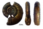 Grossouvria cf. nikitini (Parona et Bonarelli, 1895)