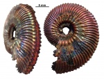 Kosmoceras (Gulielmites) jason jason (d'Orbigny ex Reinecke, 1847)