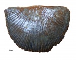 Orthidae sp. indet.