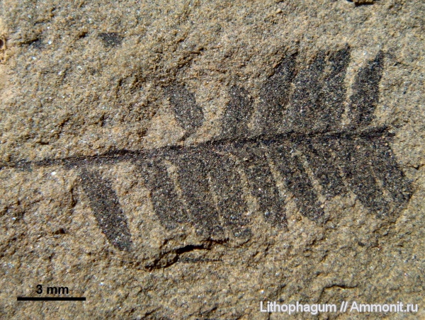 папоротники, средняя юра, Крым, Cladophlebis, Tracheophyta, Cladophlebis denticulata, батcкий ярус