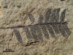 Cladophlebis denticulata (Brongniart, 1828)