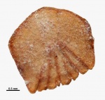 Sparnodus cf. stschurowskii Rоgоviсh, 1871
