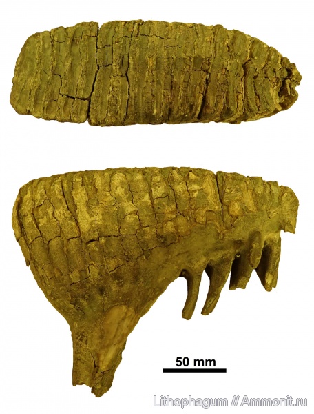 Млекопитающие (Vertebrata: Mammalia)