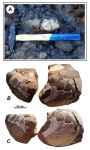 Rondiceras sp. indet.