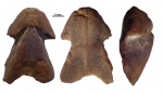 Hadrocheilus (Arcuatobeccus) sp.