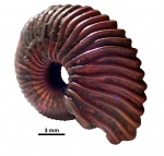Novocadoceras sp.