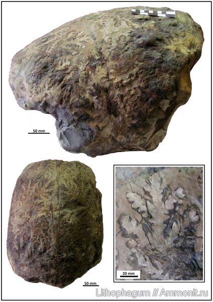 аммониты, средняя юра, Крым, Ammonoidea, лопастные линии, батский ярус