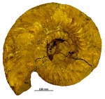 Dorsoplanites (Vischniakovia) serus (Gerasimov, 1978) Dorsoplanites (Vischniakovia) serus (Gerasimov, 1978)