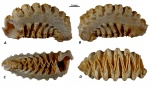 Agerostrea lunata (Nilsson, 1840)