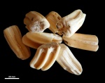 Equus sp. indet. Equus sp. indet.