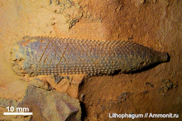 морские ежи, иглокожие, Крым, верхняя юра, иглы морских ежей, Paracidaris, Echinodermata, Байдарская долина, paracidaris florigemma, титонский ярус, Кимериджский ярус, пещера, Cidaridae, Echinoideа