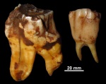 Coelodonta antiquitatis (Blumenbach, 1799)