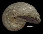 Eutrephoceras cf. municeps Shimansky, 1975
