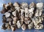 Губки из Минской области