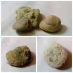 Моллюски из песчаного карьера.