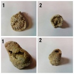Ругоза из песчаного карьера.