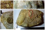 Мир ордовика.