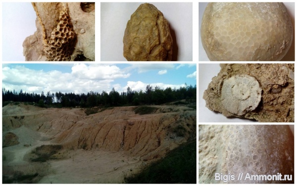 силур, кораллы, цистоидеи, кишечнополостные, ругозы, Hemicosmites, Favosites, Sarcinula