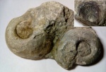 Две Pararaphistoma.