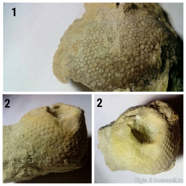 кораллы, Favosites, Receptaculita