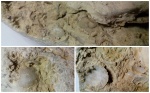 Кусок известняка. Кусок известняка.
