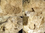 Большой камень с кораллами и моллюсками.