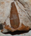 Stethacanthus