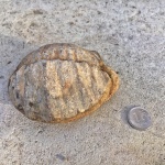 Gigantoproductus