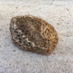 Коралл Syringopora