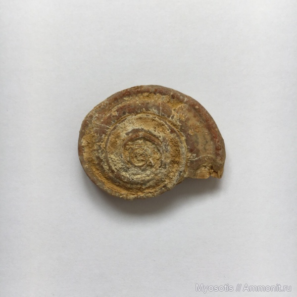 гастроподы, Omphalotrochus