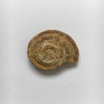 Гастропода Omphalotrochus