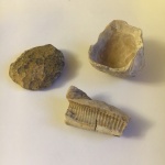 Смычной край двустворки Inoceramus, правая створка устрицы и неопознанный камушек