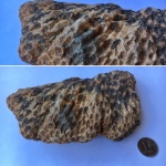 Petalaxis Колониальный коралл